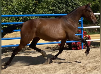 PRE Mix, Klacz, 4 lat, 163 cm, Gniada
