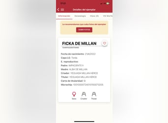PRE Mix, Klacz, 4 lat, 163 cm, Siwa