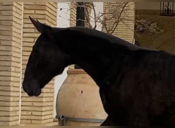 PRE Mix, Klacz, 4 lat, 163 cm, Siwa