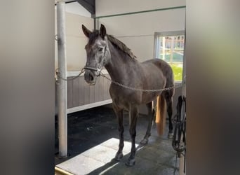 PRE Mix, Klacz, 4 lat, 163 cm, Siwa