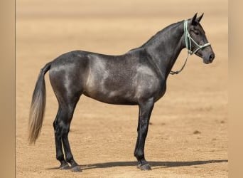 PRE Mix, Klacz, 4 lat, 163 cm, Siwa