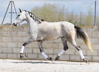 PRE, Klacz, 4 lat, 163 cm, Siwa