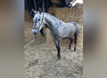 PRE Mix, Klacz, 4 lat, 164 cm, Siwa jabłkowita