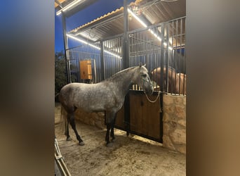 PRE Mix, Klacz, 4 lat, 164 cm, Siwa jabłkowita