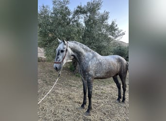 PRE Mix, Klacz, 4 lat, 164 cm, Siwa jabłkowita