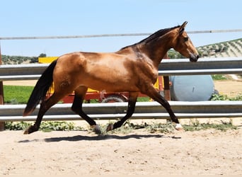 PRE, Klacz, 4 lat, 165 cm, Bułana