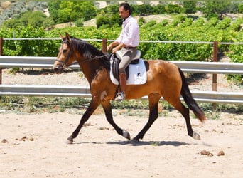 PRE, Klacz, 4 lat, 165 cm, Bułana