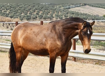 PRE, Klacz, 4 lat, 165 cm, Bułana