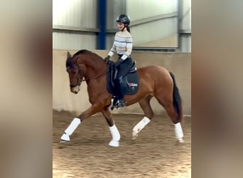 PRE Mix, Klacz, 4 lat, 166 cm, Gniada