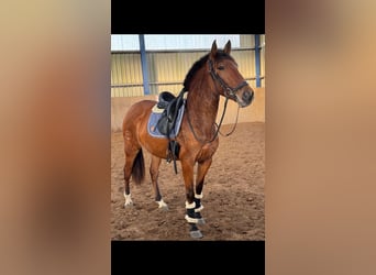 PRE Mix, Klacz, 4 lat, 166 cm, Gniada