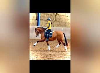 PRE, Klacz, 4 lat, 166 cm, Gniada