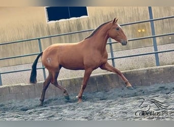 PRE Mix, Klacz, 4 lat, 166 cm, Kasztanowata