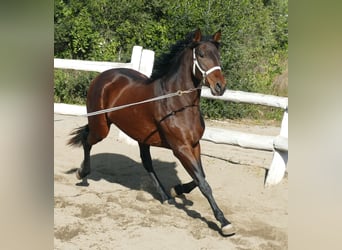 PRE, Klacz, 4 lat, 166 cm