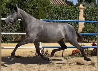 PRE Mix, Klacz, 4 lat, 167 cm, Siwa