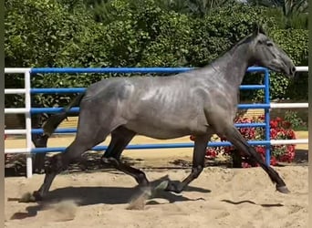 PRE Mix, Klacz, 4 lat, 167 cm, Siwa