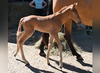 PRE Mix, Klacz, 4 lat, 170 cm, Jelenia