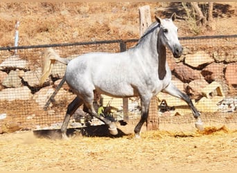 PRE, Klacz, 4 lat, 170 cm, Siwa