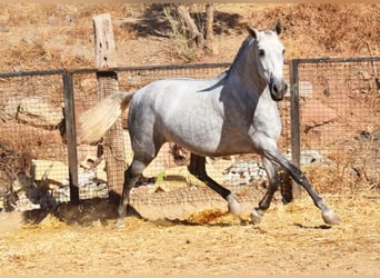 PRE, Klacz, 4 lat, 170 cm, Siwa