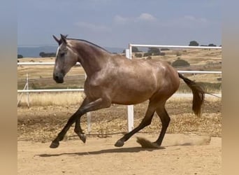 PRE, Klacz, 4 lat, 177 cm, Siwa w hreczce