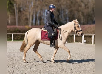 PRE Mix, Klacz, 5 lat, 150 cm, Izabelowata