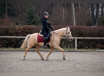 PRE Mix, Klacz, 5 lat, 150 cm, Izabelowata