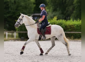 PRE Mix, Klacz, 5 lat, 154 cm, Siwa