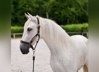 PRE Mix, Klacz, 5 lat, 154 cm, Siwa