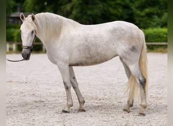 PRE Mix, Klacz, 5 lat, 154 cm, Siwa