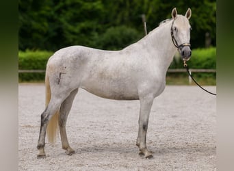 PRE Mix, Klacz, 5 lat, 154 cm, Siwa