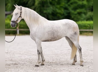PRE Mix, Klacz, 5 lat, 154 cm, Siwa