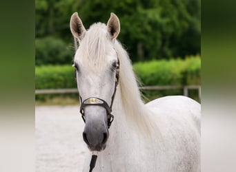 PRE Mix, Klacz, 5 lat, 154 cm, Siwa