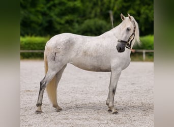 PRE Mix, Klacz, 5 lat, 154 cm, Siwa