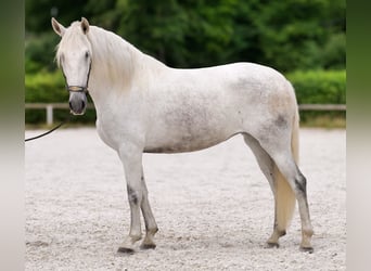 PRE Mix, Klacz, 5 lat, 154 cm, Siwa