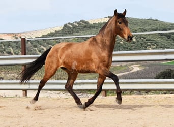 PRE, Klacz, 5 lat, 156 cm, Bułana