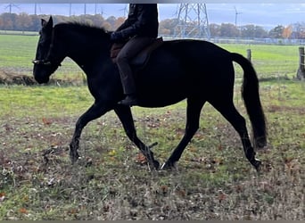PRE, Klacz, 5 lat, 158 cm, Kara