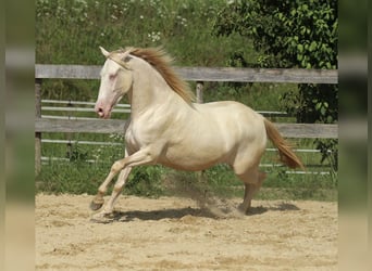 PRE, Klacz, 5 lat, 158 cm, Perlino