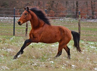 PRE, Klacz, 5 lat, 160 cm, Gniada