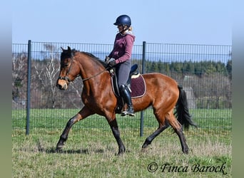 PRE, Klacz, 5 lat, 160 cm, Gniada