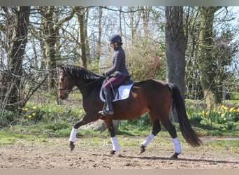 PRE Mix, Klacz, 5 lat, 160 cm, Gniada