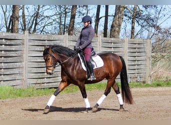 PRE Mix, Klacz, 5 lat, 160 cm, Gniada