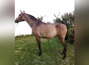 PRE Mix, Klacz, 5 lat, 160 cm, Kasztanowatodereszowata