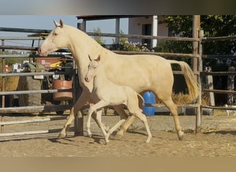 PRE Mix, Klacz, 5 lat, 161 cm, Cremello