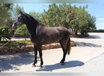 PRE Mix, Klacz, 5 lat, 161 cm, Siwa