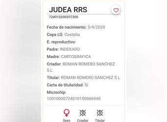 PRE Mix, Klacz, 5 lat, 161 cm, Siwa
