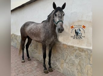 PRE Mix, Klacz, 5 lat, 161 cm, Siwa