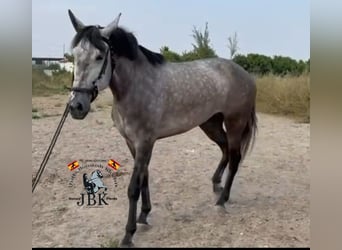 PRE Mix, Klacz, 5 lat, 161 cm, Siwa