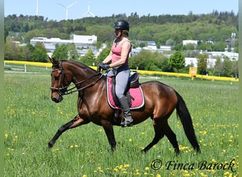 PRE Mix, Klacz, 5 lat, 162 cm, Gniada