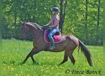 PRE Mix, Klacz, 5 lat, 162 cm, Gniada