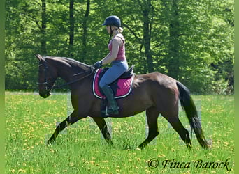PRE Mix, Klacz, 5 lat, 162 cm, Gniada