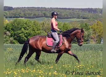 PRE Mix, Klacz, 5 lat, 162 cm, Gniada